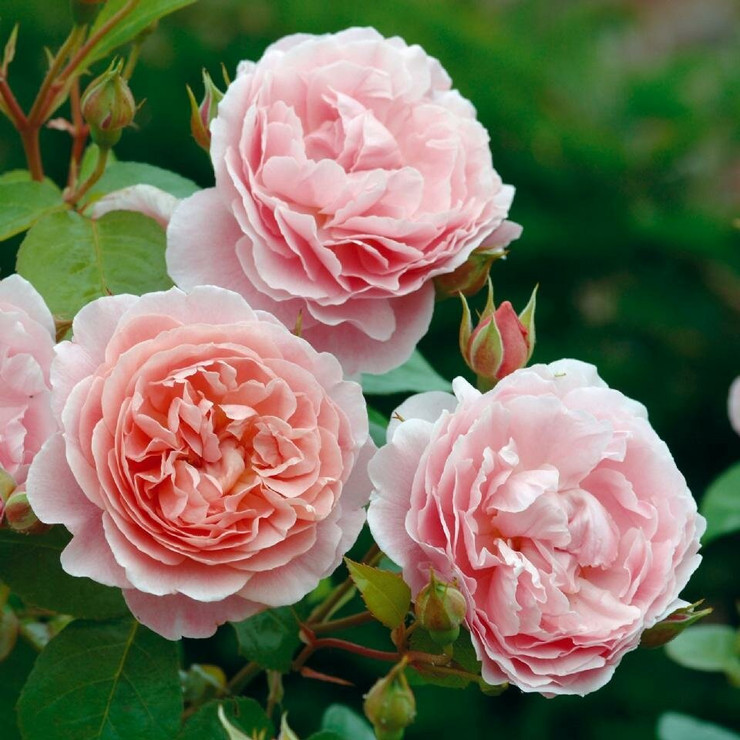 Роза Зе Алнвик Роз (The Alnwick Rose)