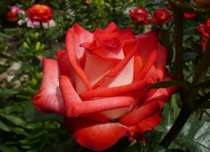 Роза Блаш (Blush)