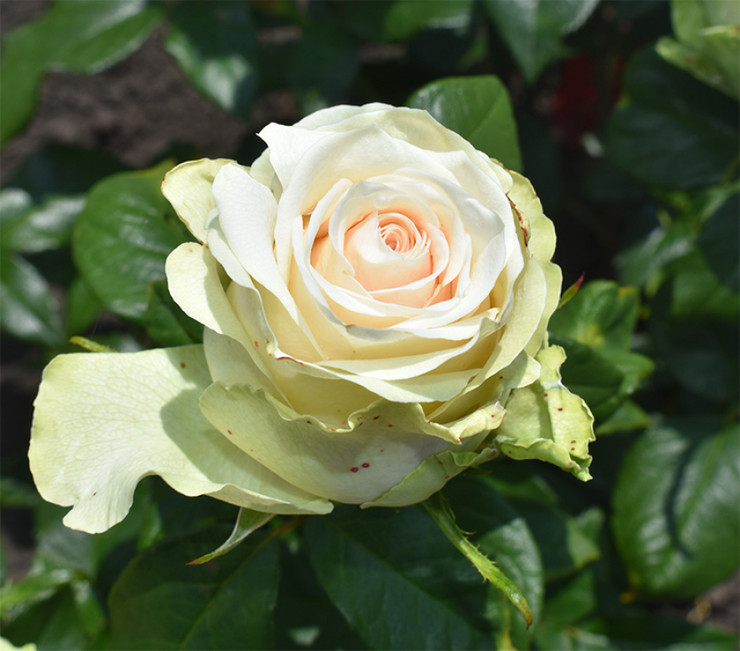 Роза Ла Перла (La Perla)