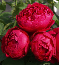 Роза Аскот (Ascot)
