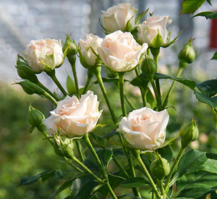 Роза Яна (Jana)