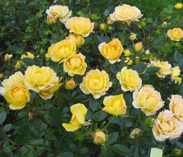Роза Еллоу Фейри (Yellow Fairy)