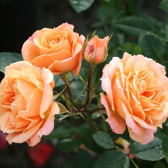 Роза Клементина (Clementine)