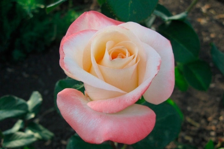 Роза Белла Перла (Bella Perla)