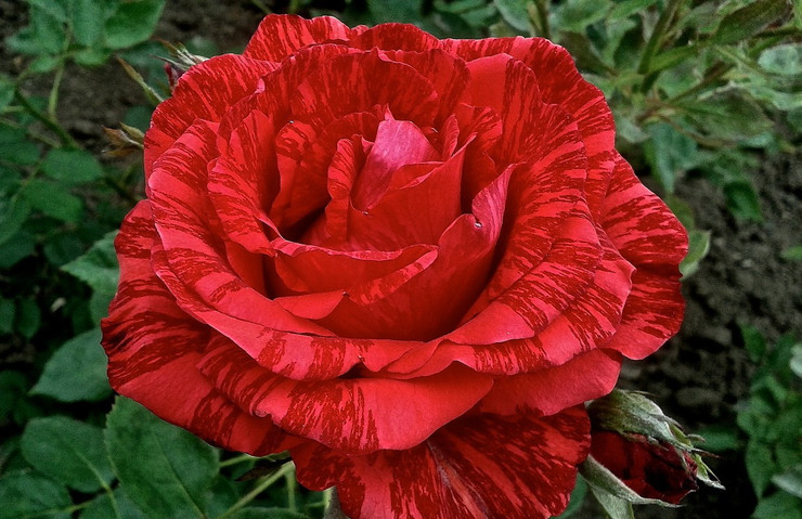 Роза Ред Интуишн (Red Intuition)