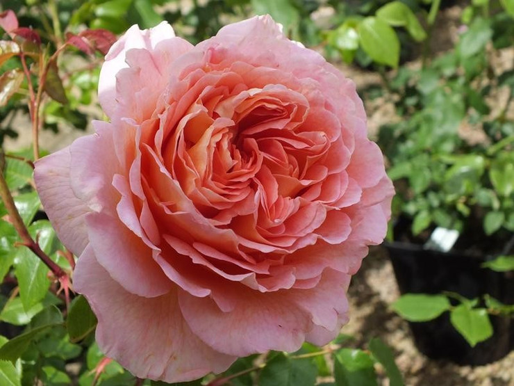 Роза Абрахам Дерби (Abraham Darby)