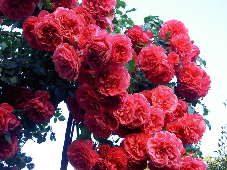 Роза Розариум Ютерсен (Rosarium Uetersen)